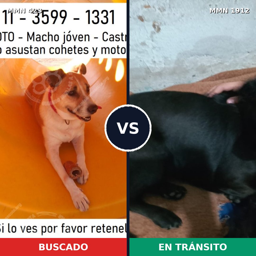 Comparativa MMS 40846: mascota perdida y mascota encontrada, 57% de similitud