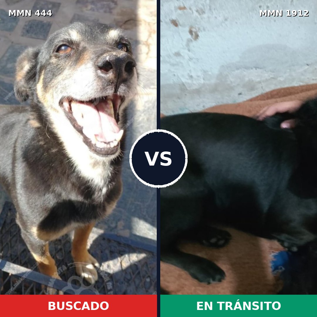 Comparativa MMS 40848: mascota perdida y mascota encontrada, 49% de similitud