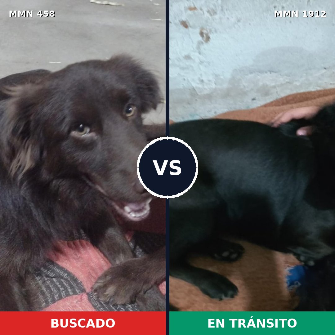Comparativa MMS 40849: mascota perdida y mascota encontrada, 57% de similitud