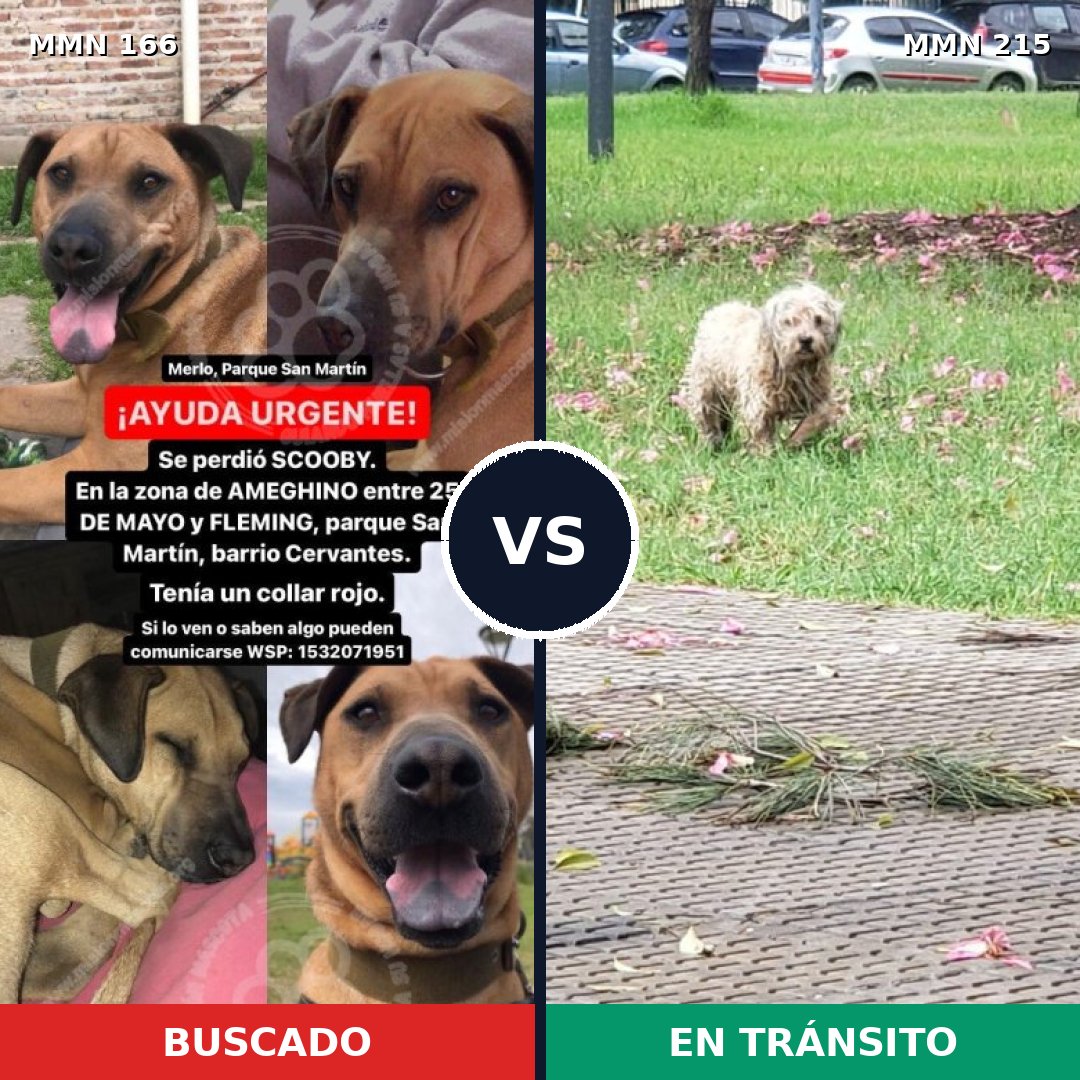 Comparativa MMS 4085: mascota perdida y mascota encontrada, 8% de similitud
