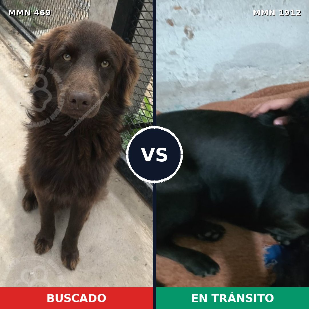Comparativa MMS 40850: mascota perdida y mascota encontrada, 55% de similitud