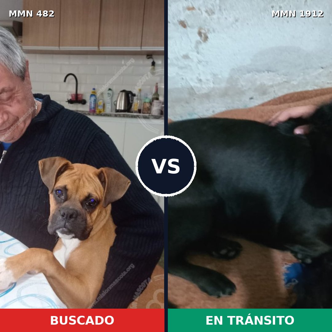 Comparativa MMS 40852: mascota perdida y mascota encontrada, 32% de similitud