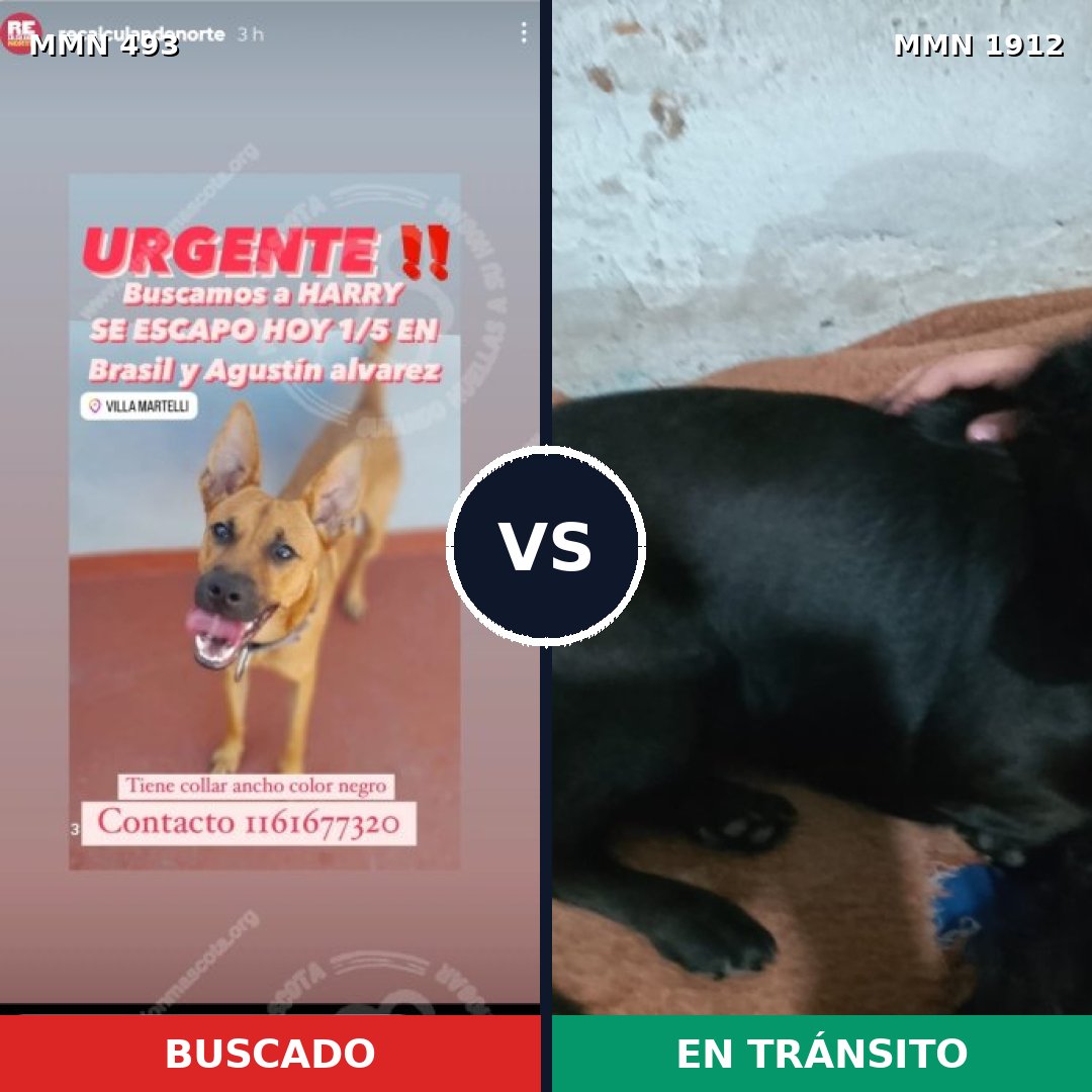 Comparativa MMS 40854: mascota perdida y mascota encontrada, 59% de similitud