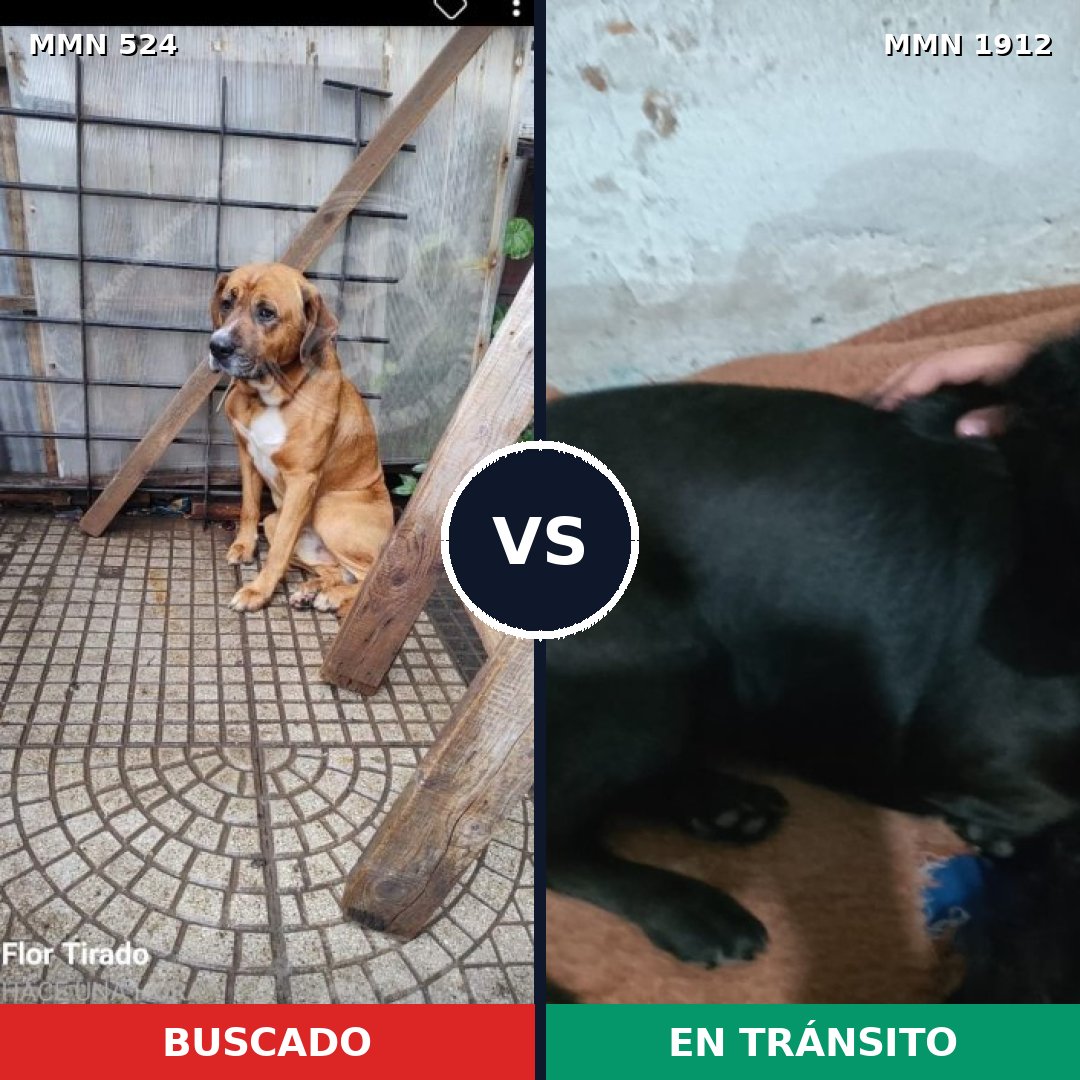Comparativa MMS 40855: mascota perdida y mascota encontrada, 51% de similitud