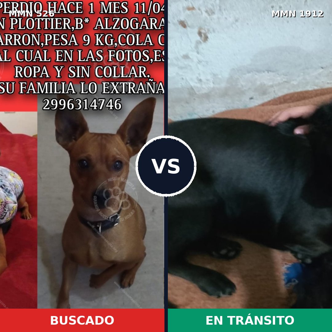 Comparativa MMS 40856: mascota perdida y mascota encontrada, 45% de similitud
