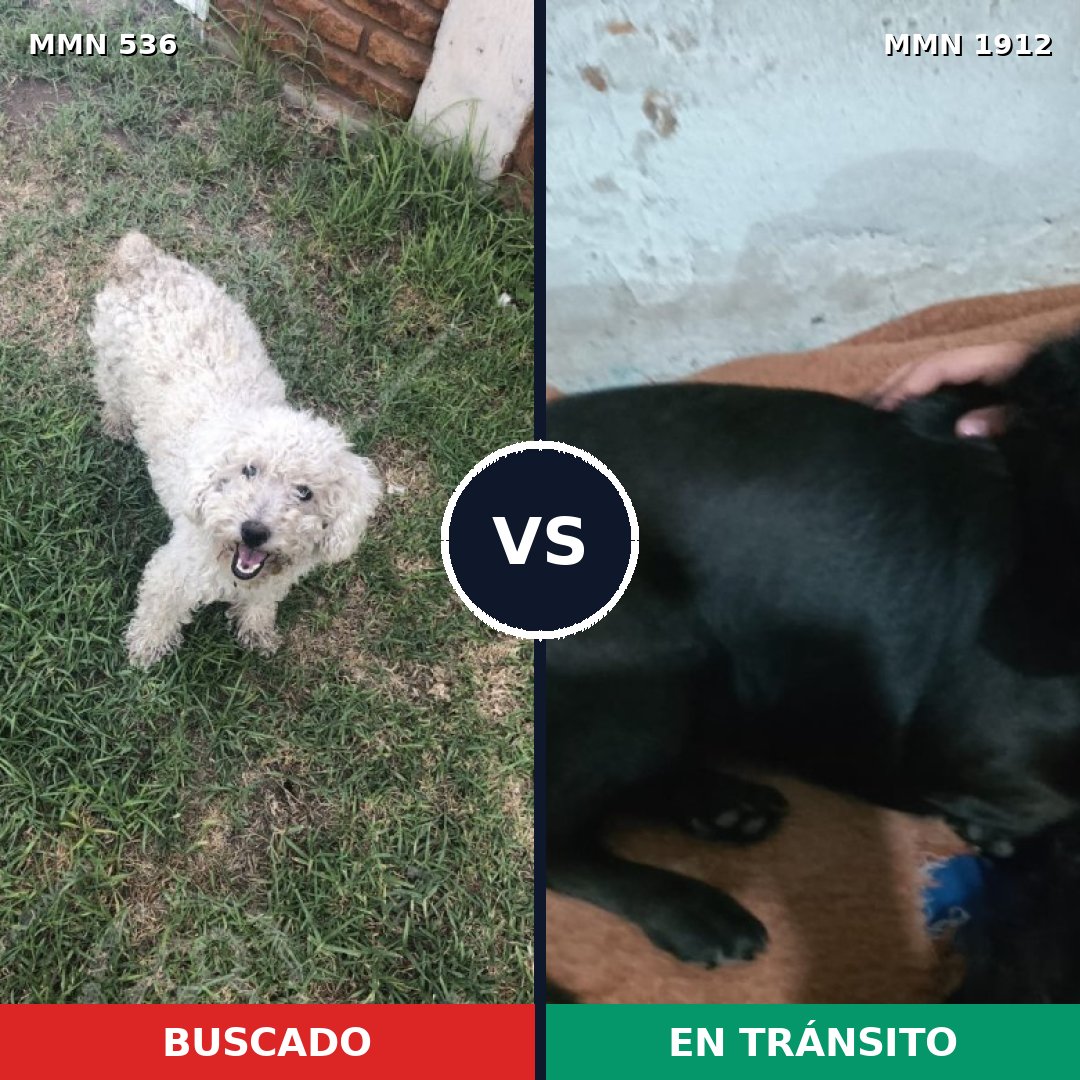 Comparativa MMS 40857: mascota perdida y mascota encontrada, 49% de similitud