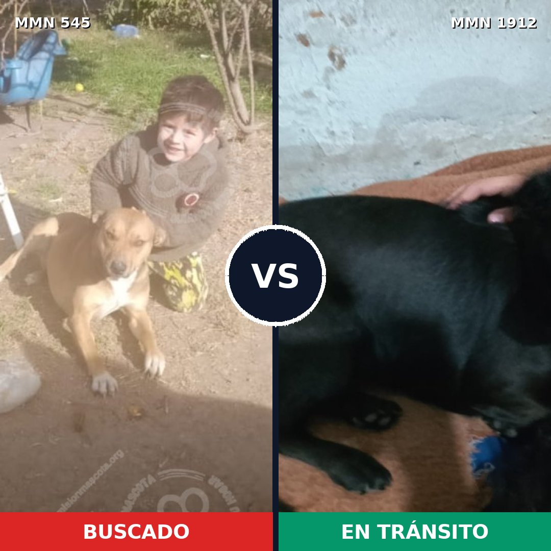 Comparativa MMS 40858: mascota perdida y mascota encontrada, 44% de similitud