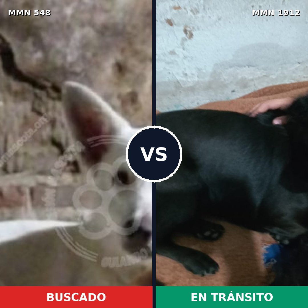 Comparativa MMS 40859: mascota perdida y mascota encontrada, 68% de similitud