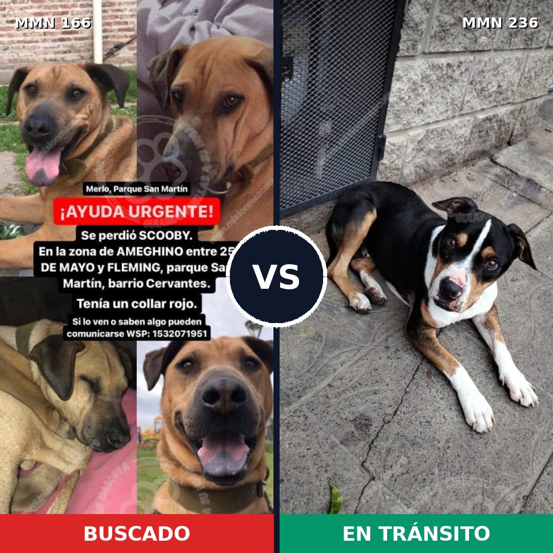 Comparativa MMS 4086: mascota perdida y mascota encontrada, 12% de similitud