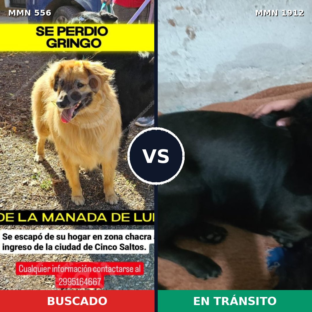 Comparativa MMS 40861: mascota perdida y mascota encontrada, 48% de similitud
