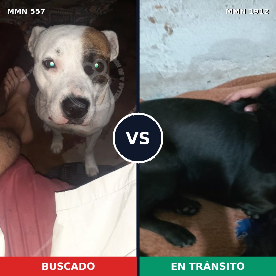 Comparativa MMS 40862: mascota perdida y mascota encontrada, 42% de similitud