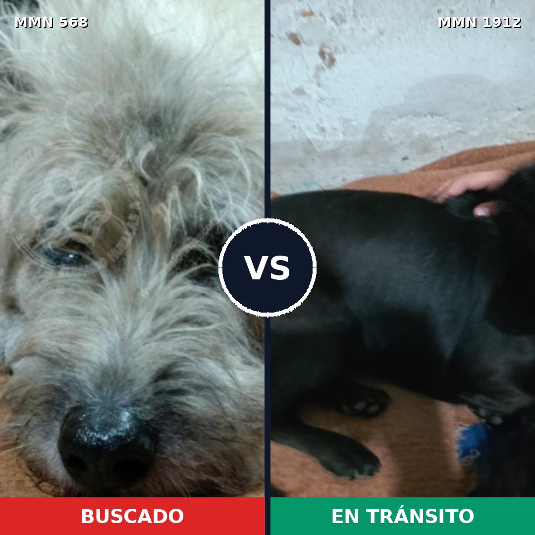Comparativa MMS 40863: mascota perdida y mascota encontrada, 55% de similitud