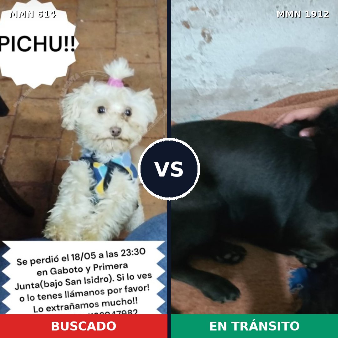 Comparativa MMS 40868: mascota perdida y mascota encontrada, 41% de similitud