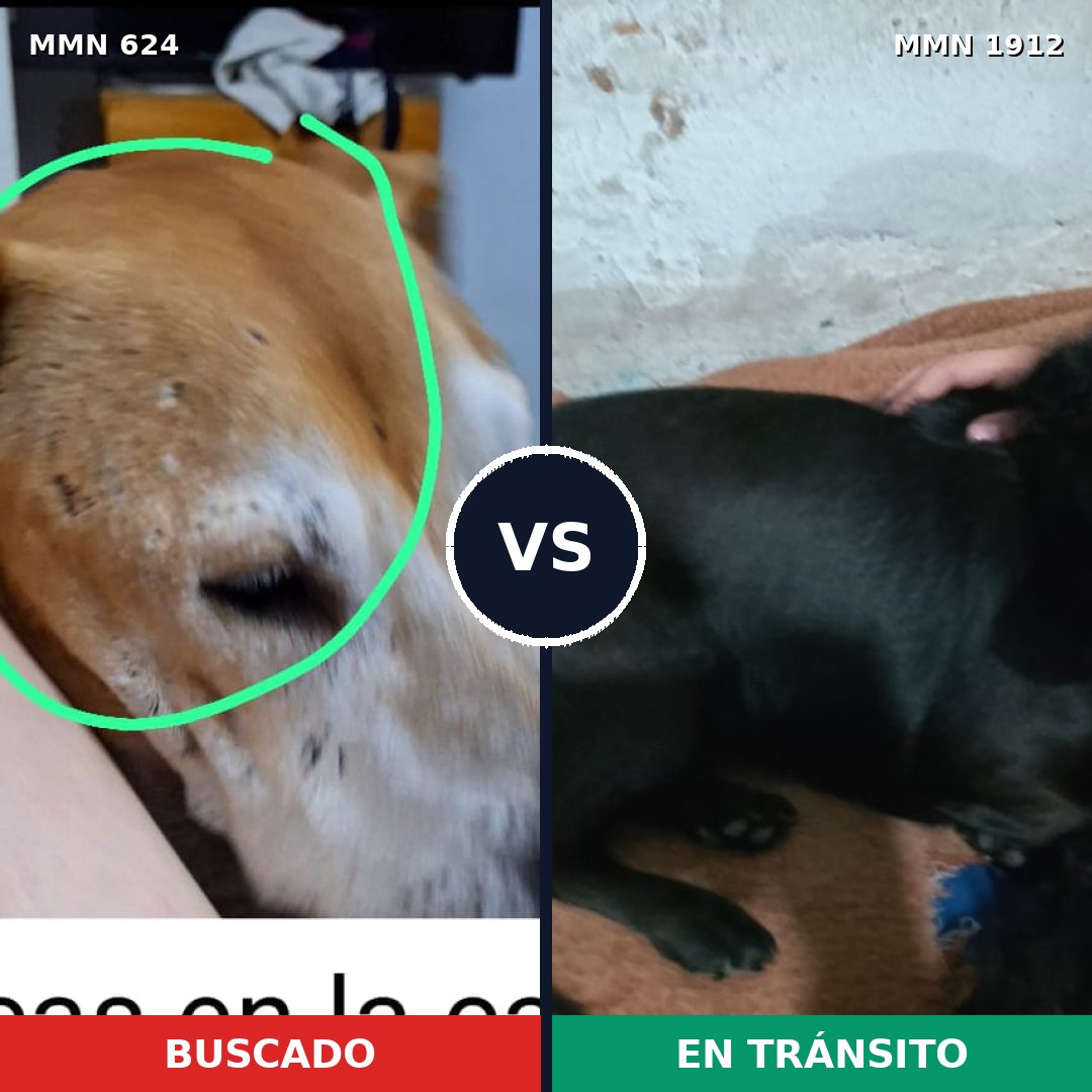 Comparativa MMS 40869: mascota perdida y mascota encontrada, 24% de similitud