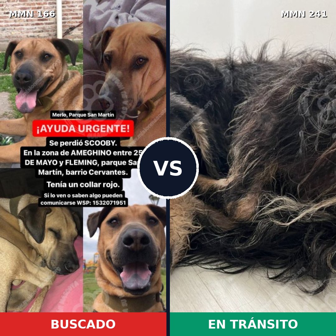 Comparativa MMS 4087: mascota perdida y mascota encontrada, 6% de similitud