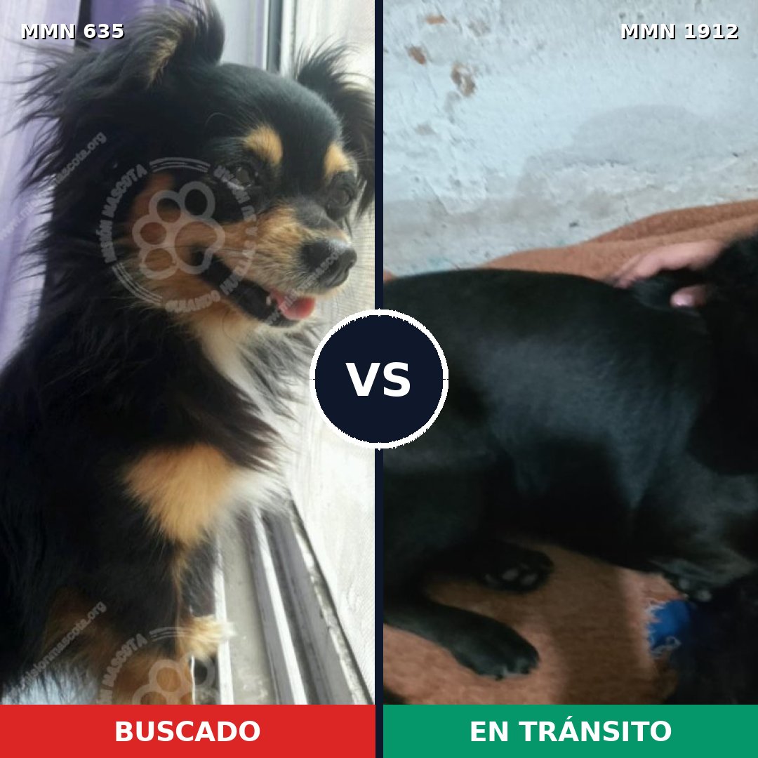 Comparativa MMS 40871: mascota perdida y mascota encontrada, 44% de similitud