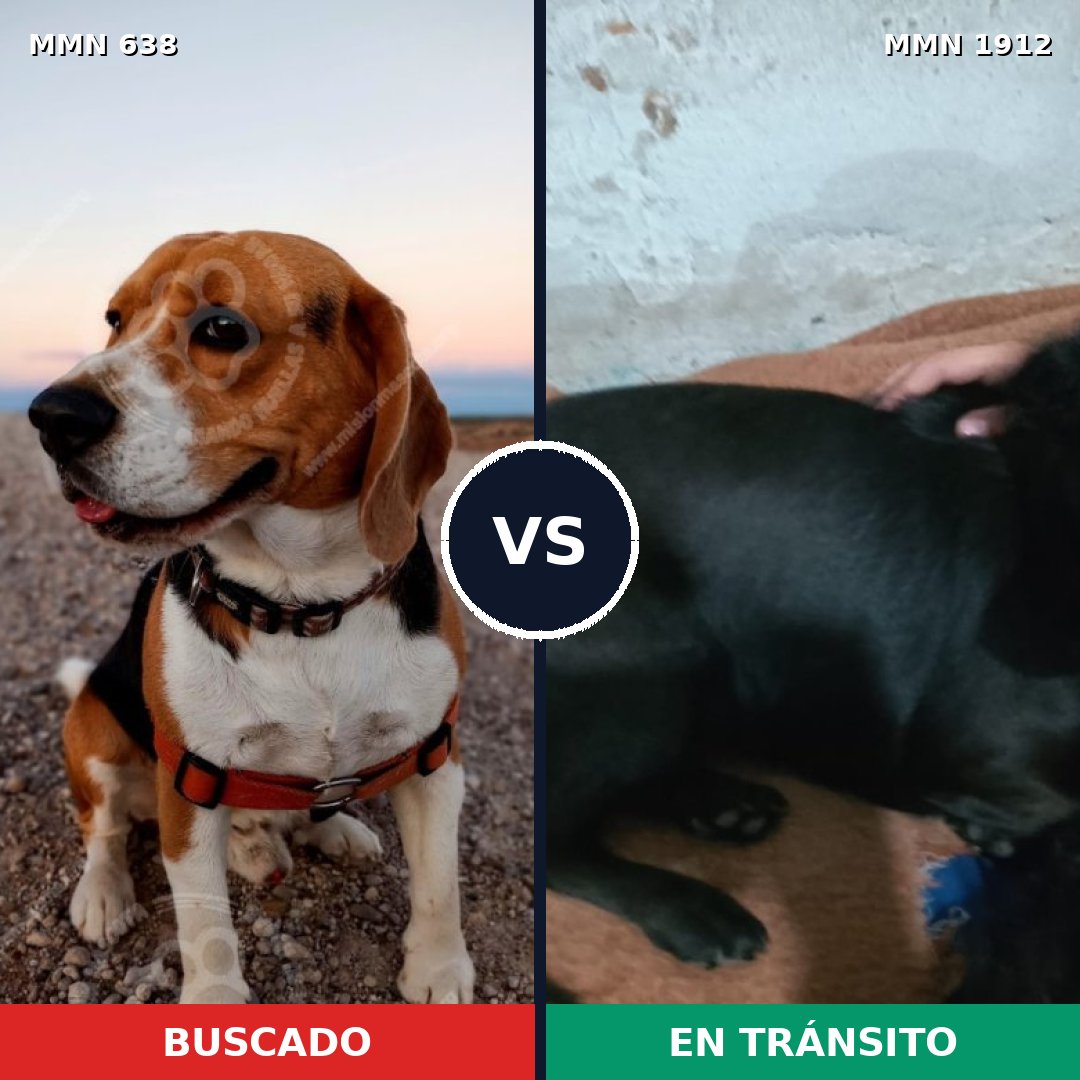 Comparativa MMS 40872: mascota perdida y mascota encontrada, 47% de similitud