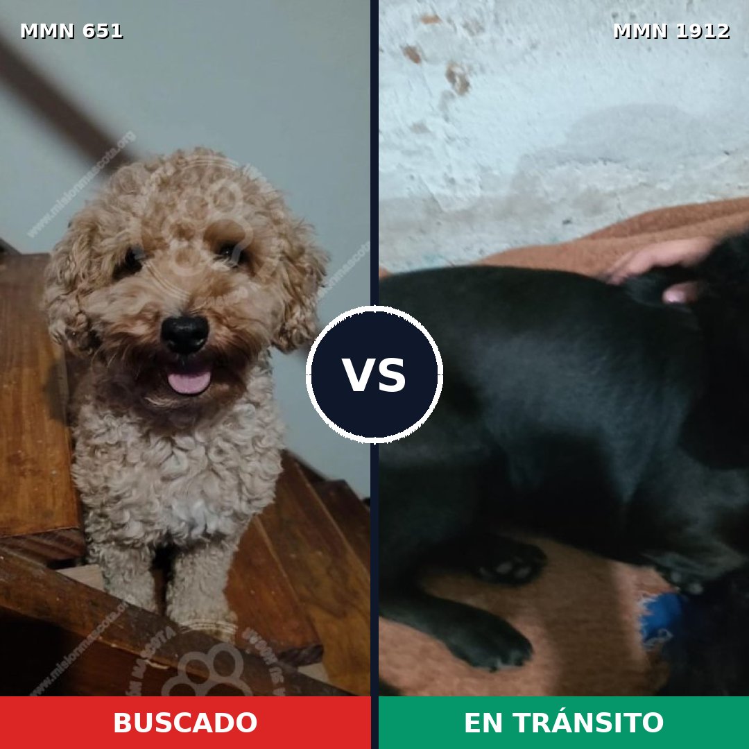 Comparativa MMS 40874: mascota perdida y mascota encontrada, 31% de similitud