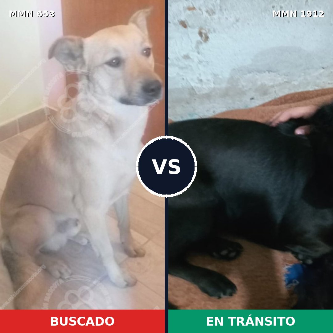 Comparativa MMS 40875: mascota perdida y mascota encontrada, 56% de similitud