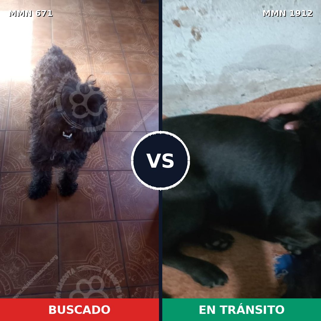 Comparativa MMS 40877: mascota perdida y mascota encontrada, 52% de similitud