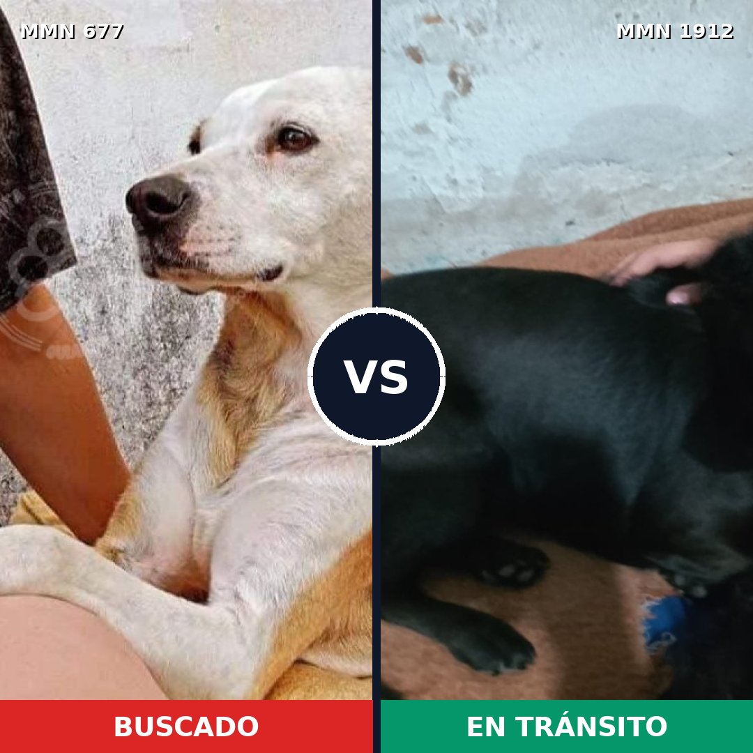 Comparativa MMS 40878: mascota perdida y mascota encontrada, 60% de similitud