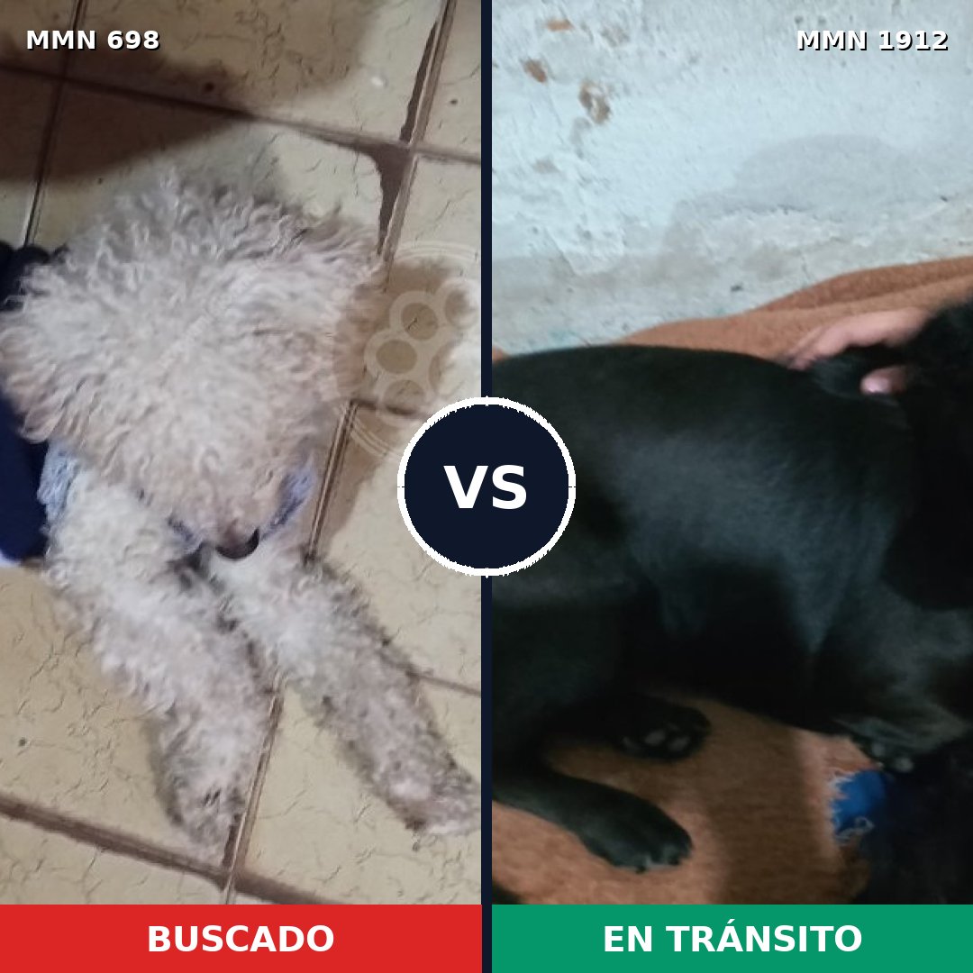 Comparativa MMS 40879: mascota perdida y mascota encontrada, 52% de similitud