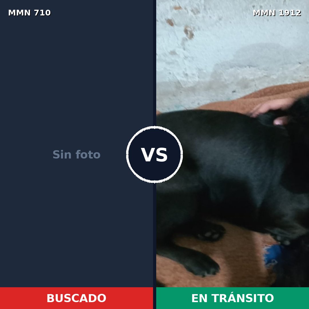Comparativa MMS 40881: mascota perdida y mascota encontrada, 36% de similitud