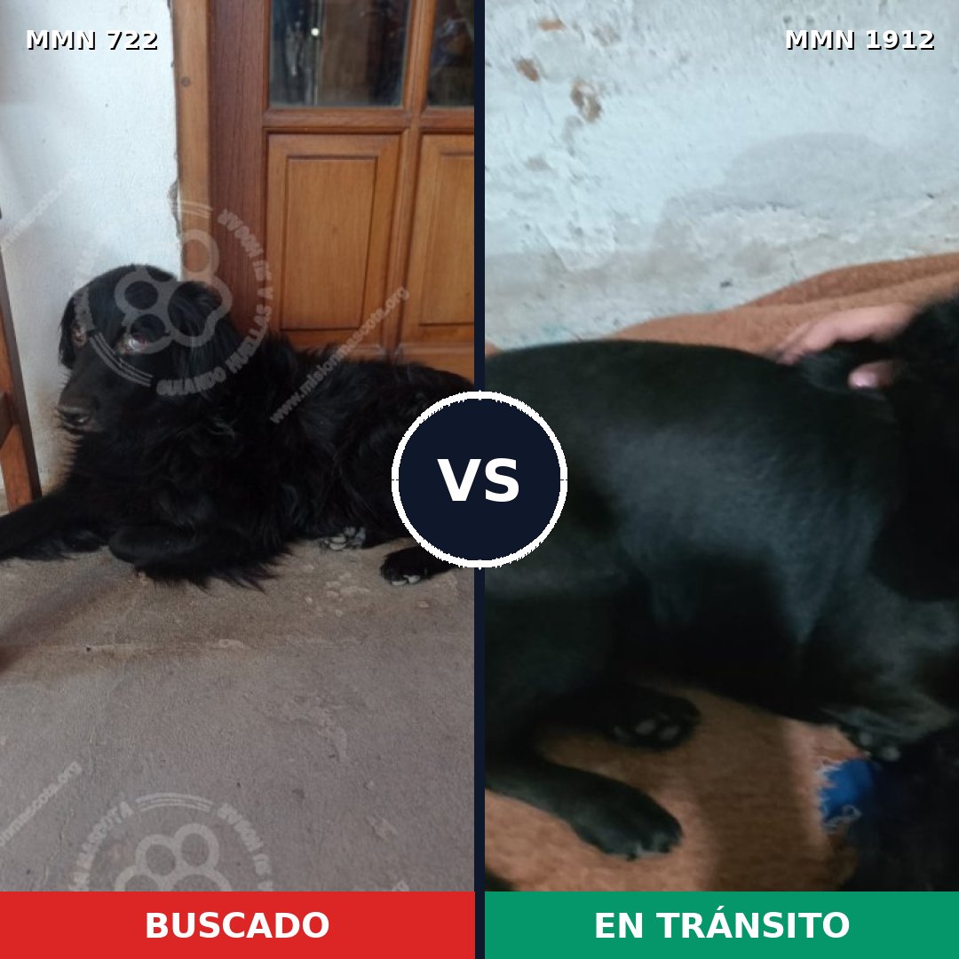 Comparativa MMS 40882: mascota perdida y mascota encontrada, 43% de similitud