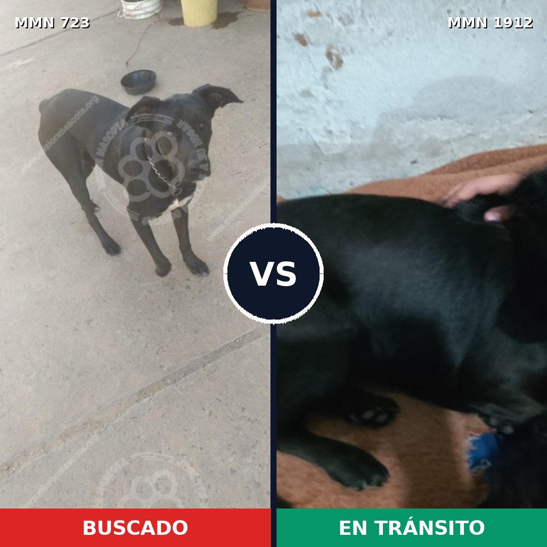 Comparativa MMS 40883: mascota perdida y mascota encontrada, 53% de similitud