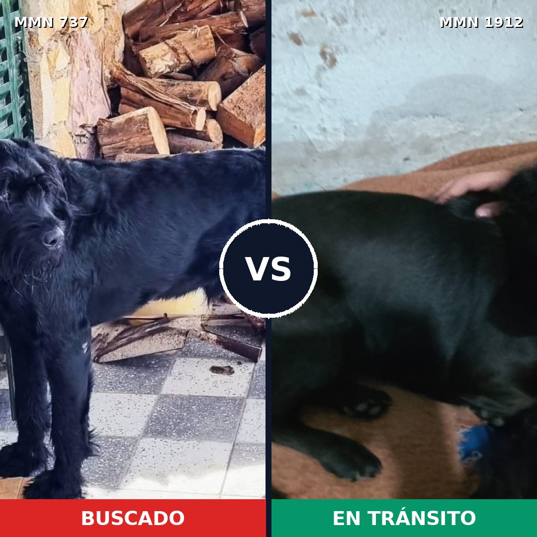 Comparativa MMS 40884: mascota perdida y mascota encontrada, 30% de similitud