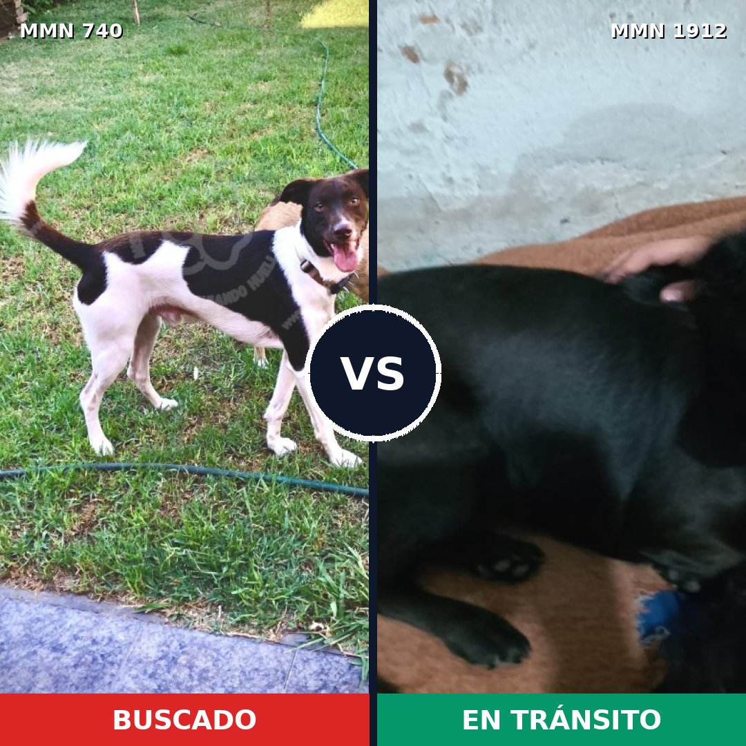 Comparativa MMS 40885: mascota perdida y mascota encontrada, 54% de similitud