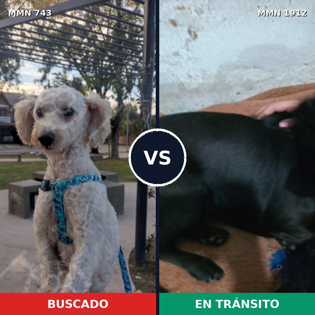 Comparativa MMS 40886: mascota perdida y mascota encontrada, 41% de similitud