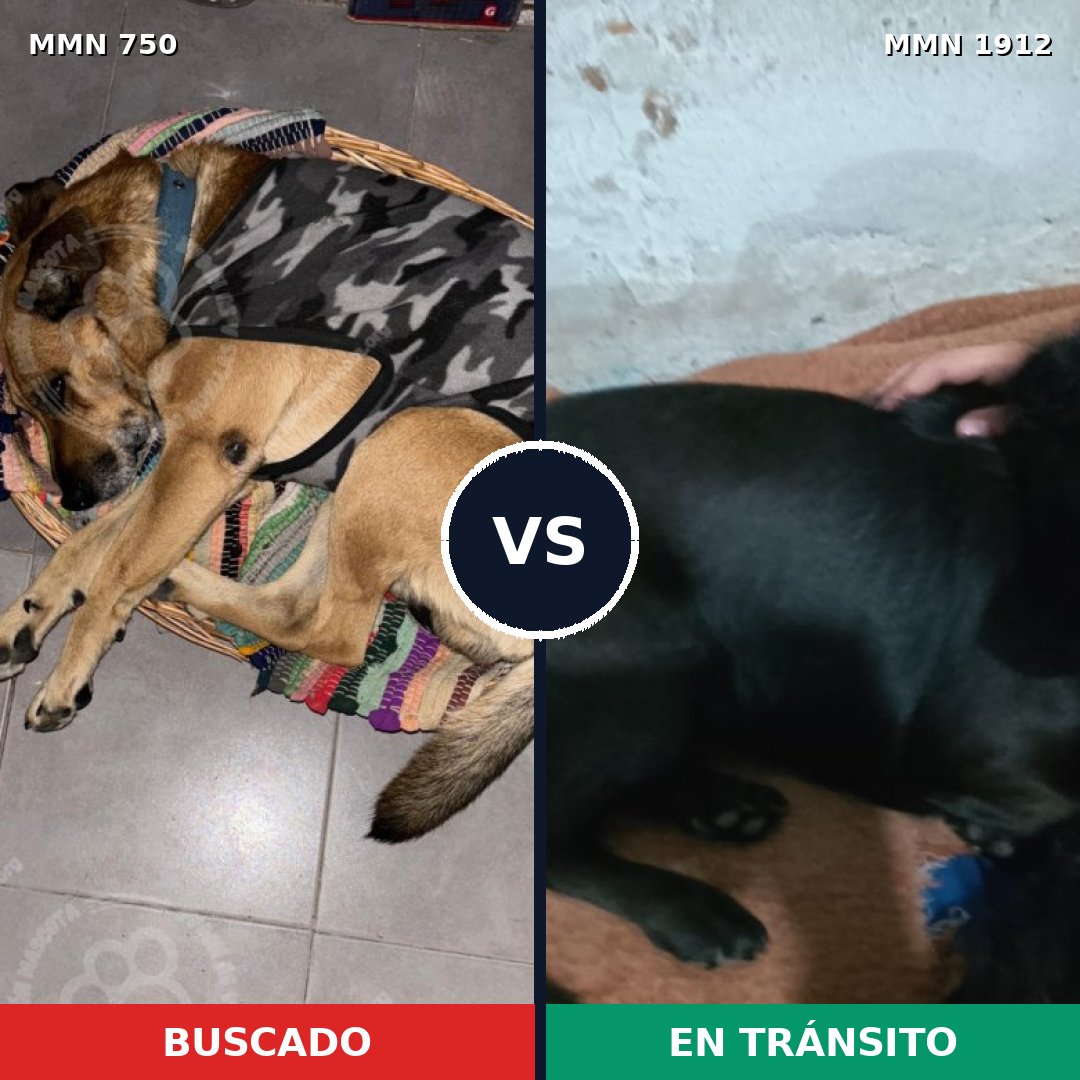 Comparativa MMS 40887: mascota perdida y mascota encontrada, 47% de similitud
