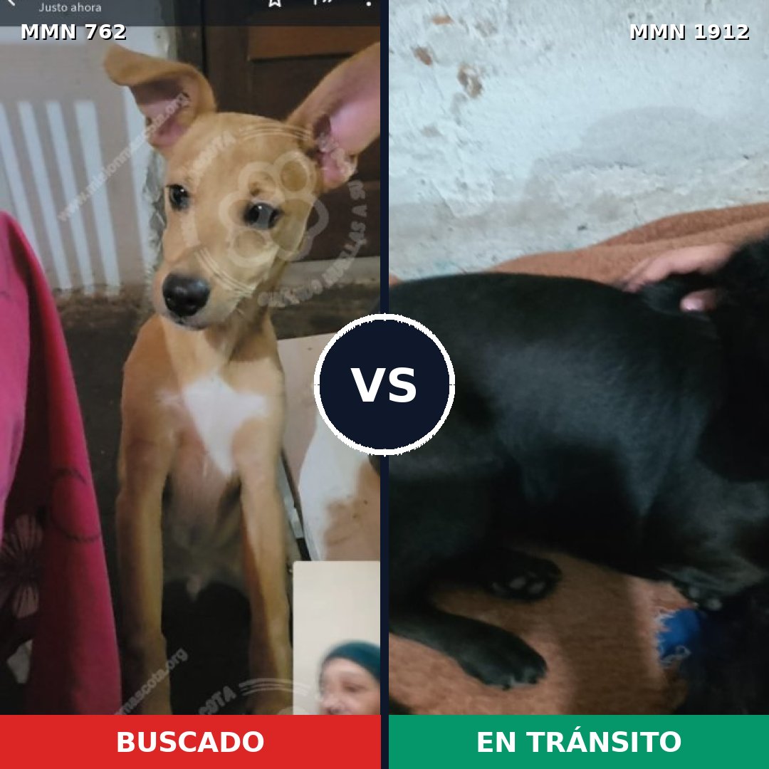 Comparativa MMS 40888: mascota perdida y mascota encontrada, 58% de similitud