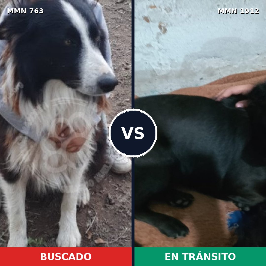 Comparativa MMS 40889: mascota perdida y mascota encontrada, 42% de similitud