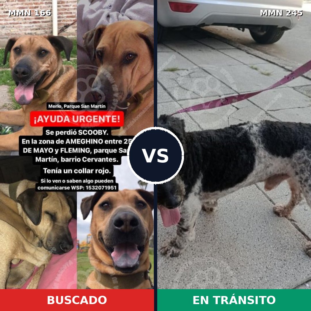 Comparativa MMS 4089: mascota perdida y mascota encontrada, 8% de similitud