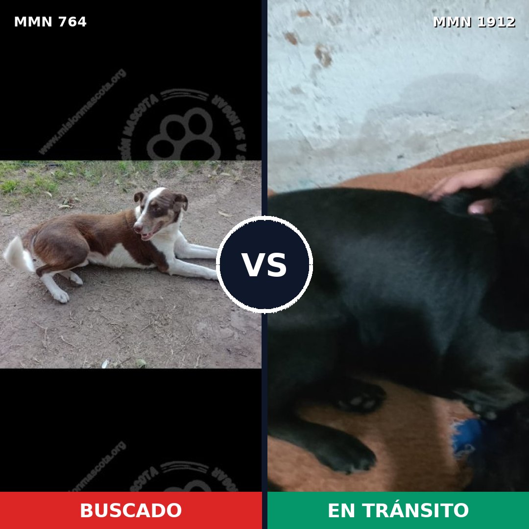 Comparativa MMS 40890: mascota perdida y mascota encontrada, 32% de similitud
