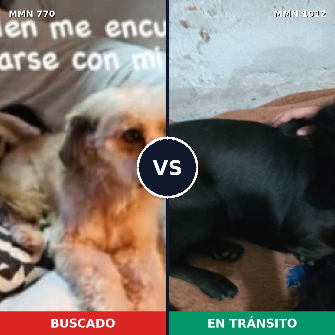 Comparativa MMS 40891: mascota perdida y mascota encontrada, 73% de similitud