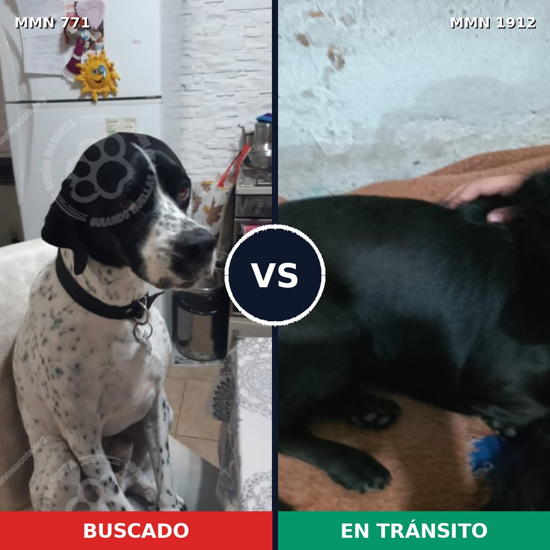 Comparativa MMS 40892: mascota perdida y mascota encontrada, 36% de similitud