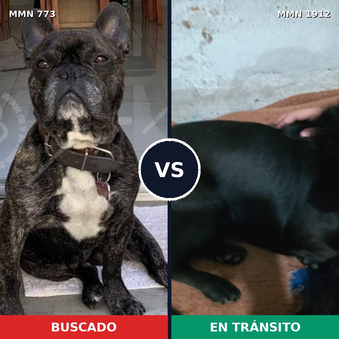 Comparativa MMS 40893: mascota perdida y mascota encontrada, 42% de similitud