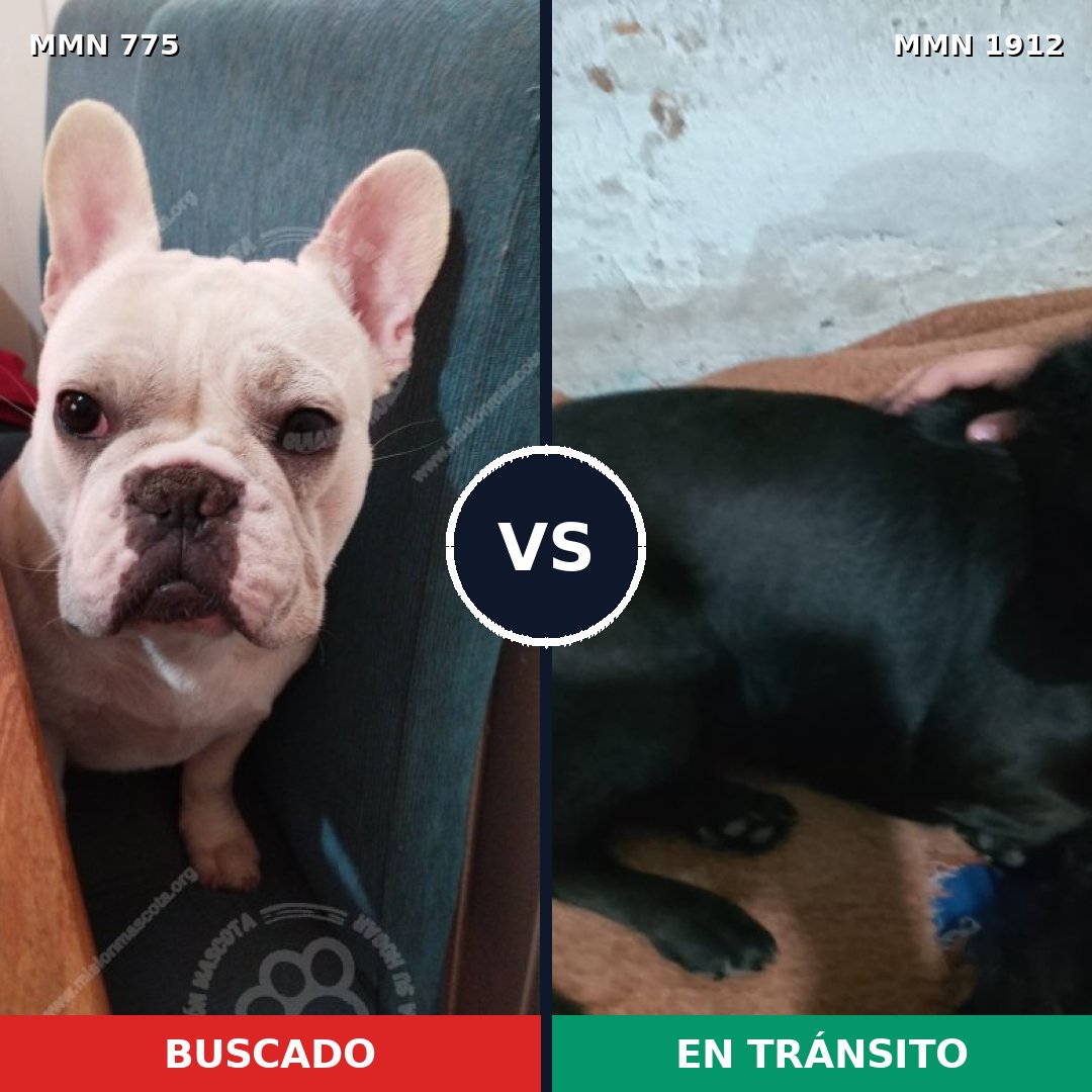 Comparativa MMS 40894: mascota perdida y mascota encontrada, 31% de similitud