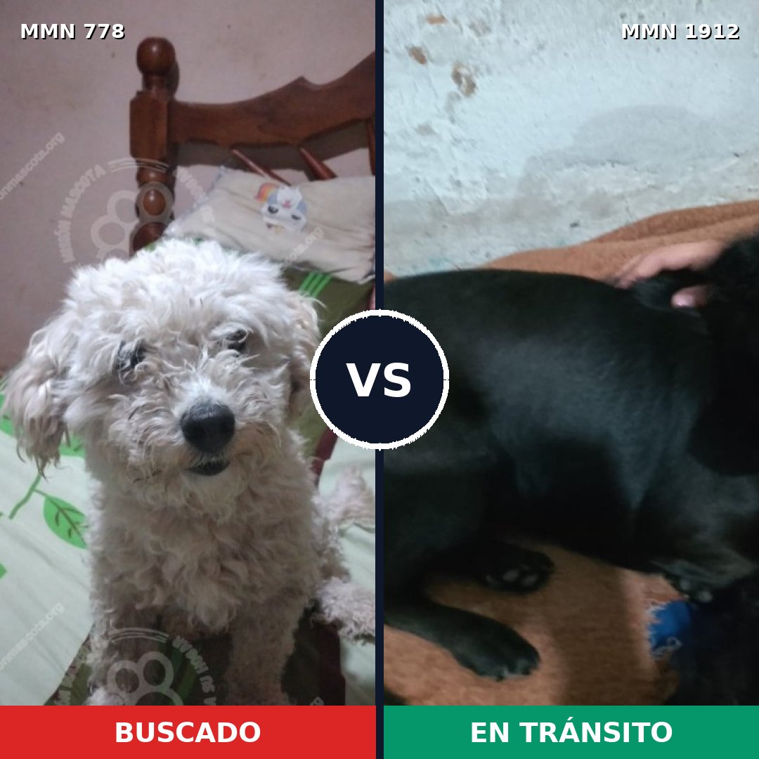 Comparativa MMS 40895: mascota perdida y mascota encontrada, 33% de similitud
