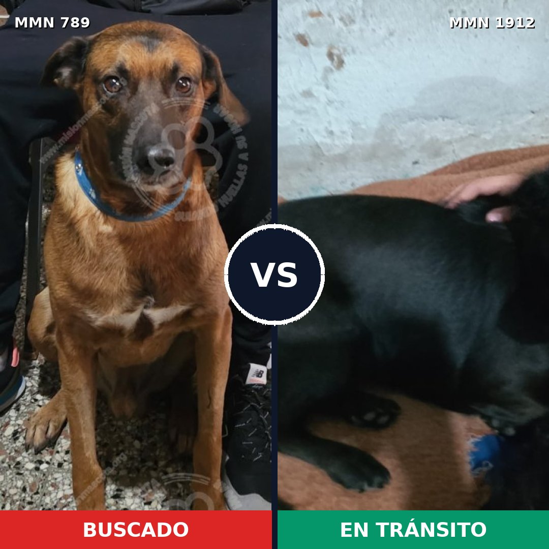 Comparativa MMS 40897: mascota perdida y mascota encontrada, 50% de similitud