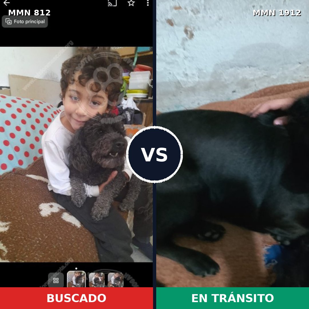 Comparativa MMS 40899: mascota perdida y mascota encontrada, 56% de similitud