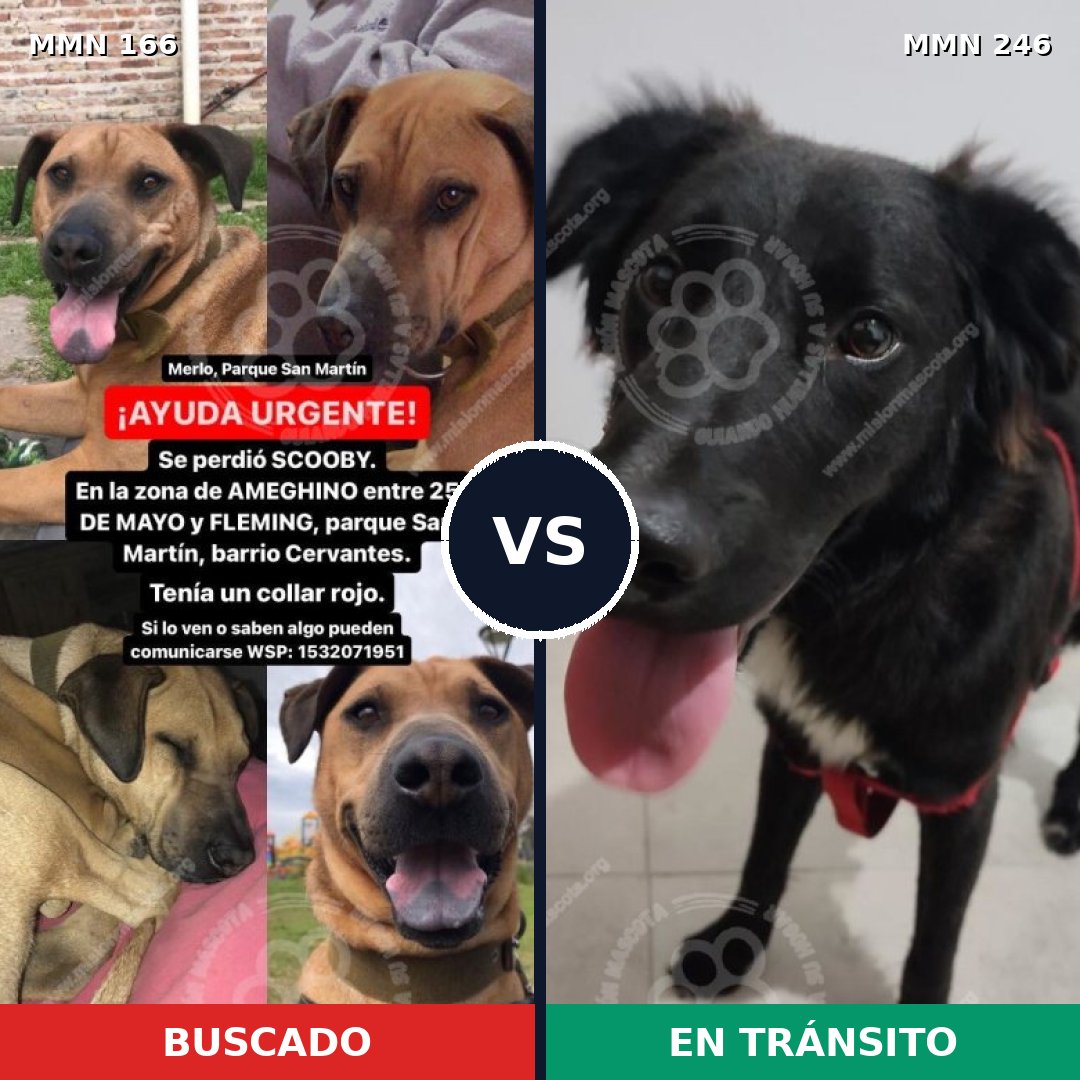 Comparativa MMS 4090: mascota perdida y mascota encontrada, 8% de similitud