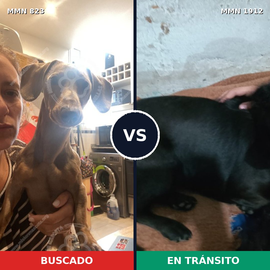 Comparativa MMS 40901: mascota perdida y mascota encontrada, 46% de similitud