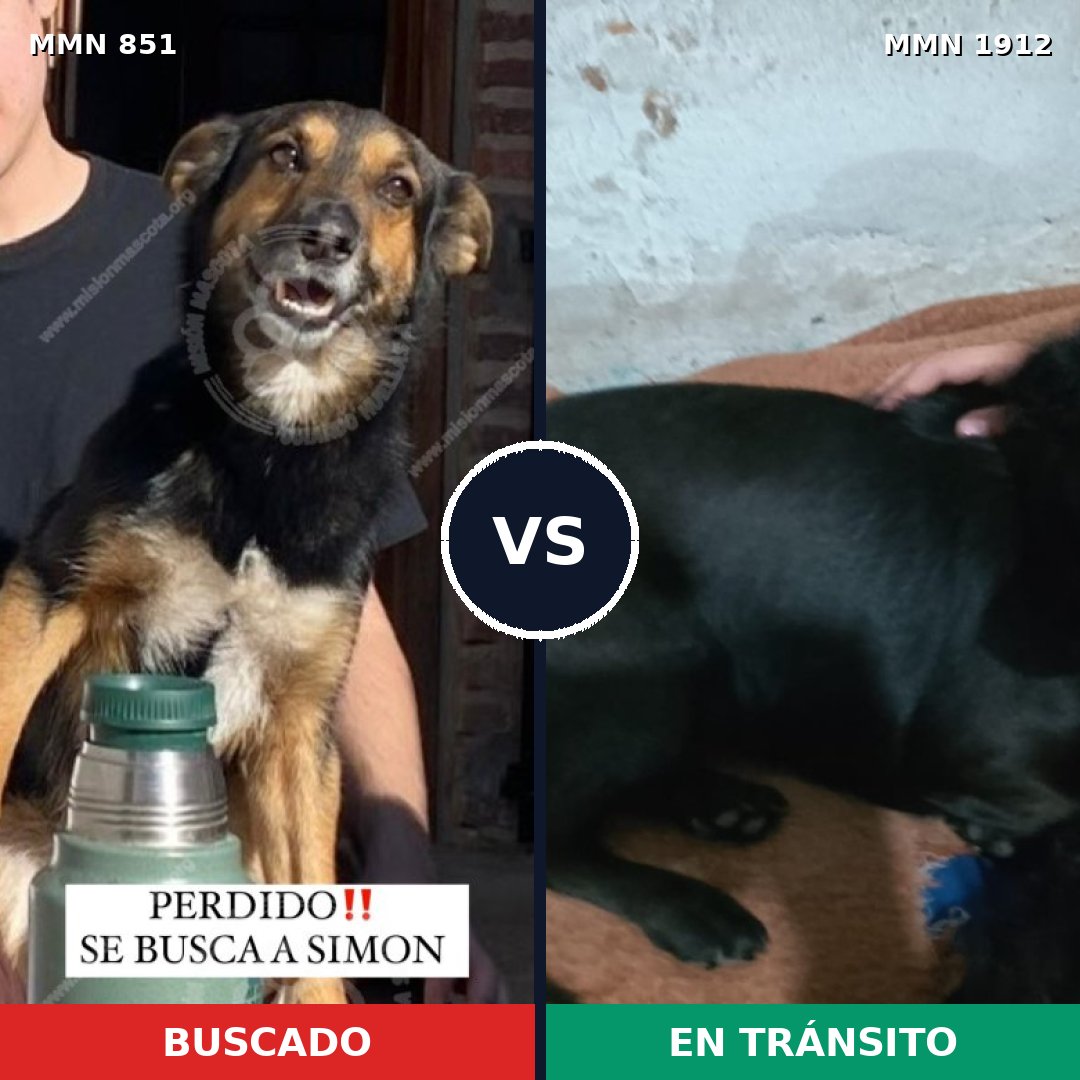 Comparativa MMS 40903: mascota perdida y mascota encontrada, 76% de similitud