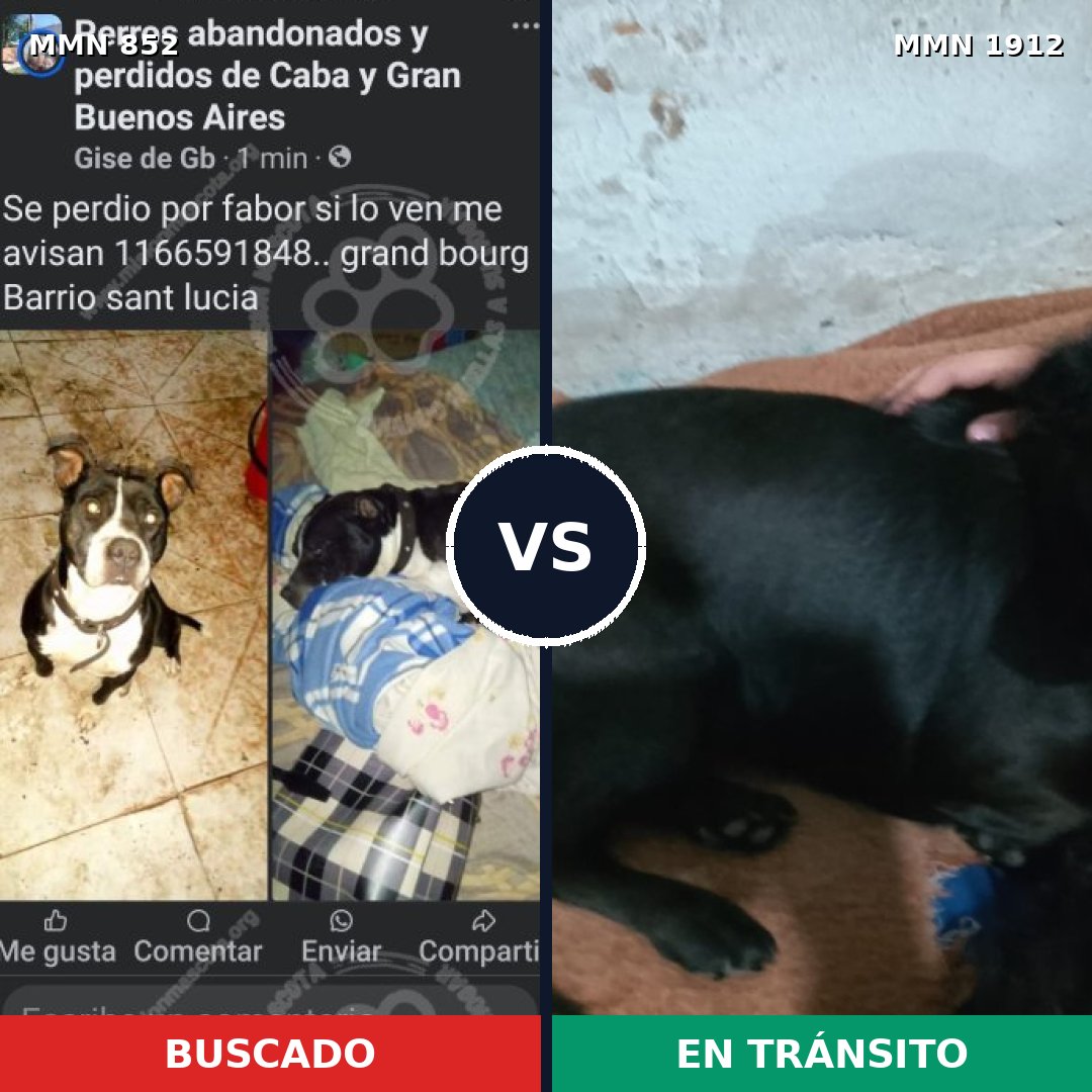 Comparativa MMS 40904: mascota perdida y mascota encontrada, 43% de similitud