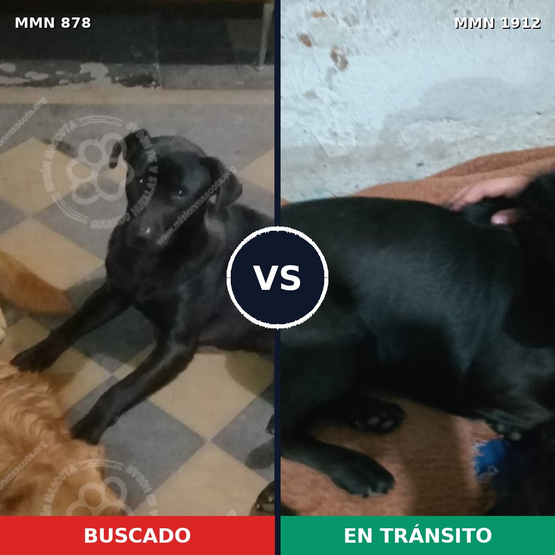 Comparativa MMS 40905: mascota perdida y mascota encontrada, 55% de similitud