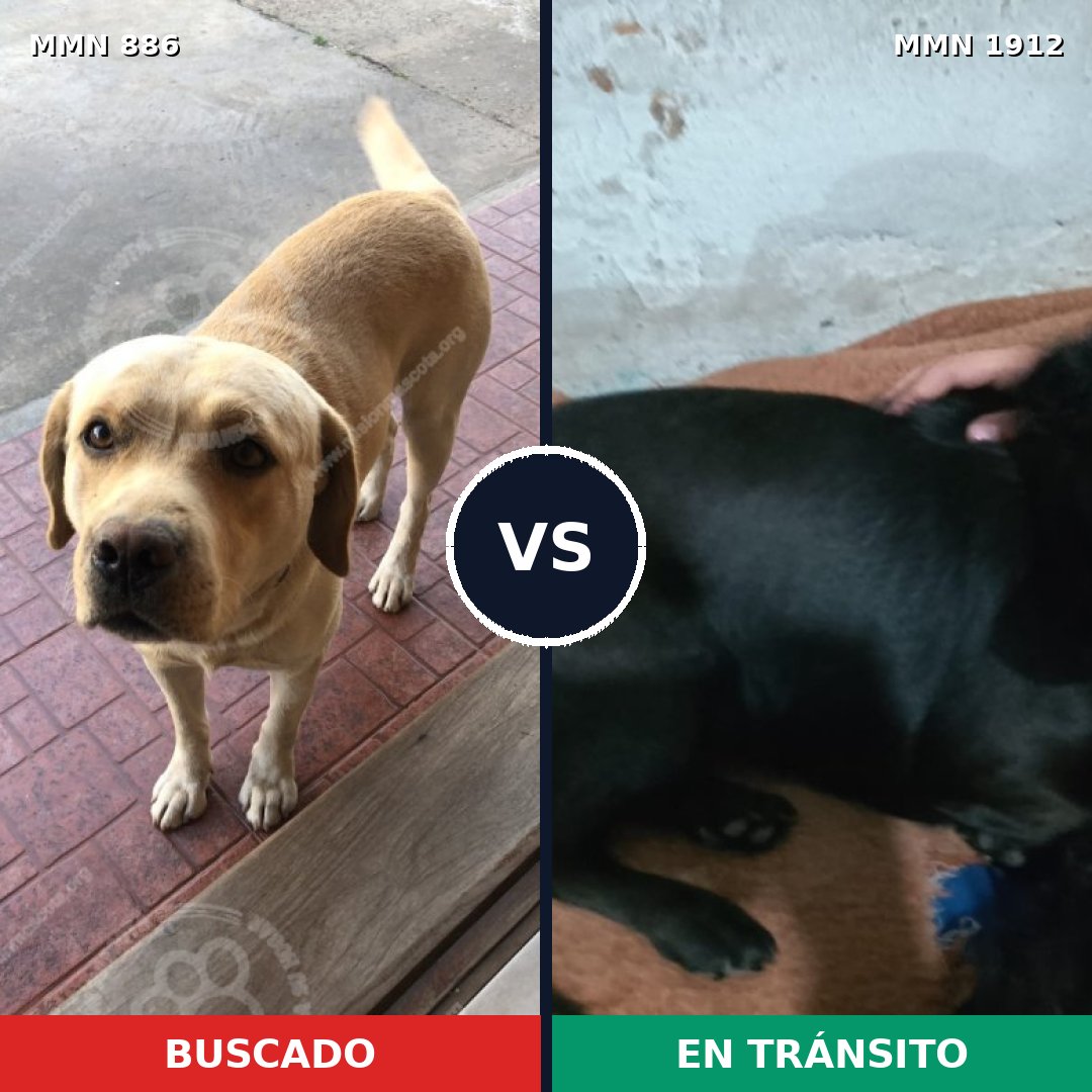Comparativa MMS 40906: mascota perdida y mascota encontrada, 31% de similitud